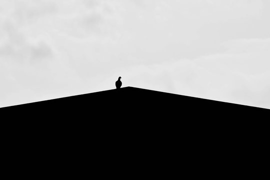 silhouette of alone pigeon on the roof