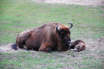 Wisent, Bison