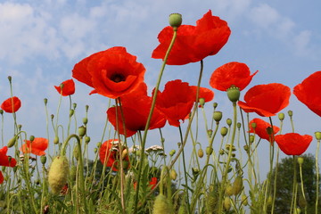 Red poppy in the field blooming and growing