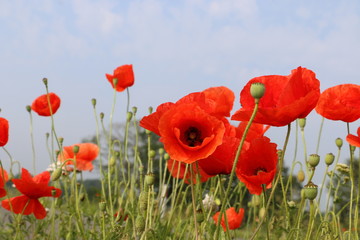 Obraz premium Red poppy in the field blooming