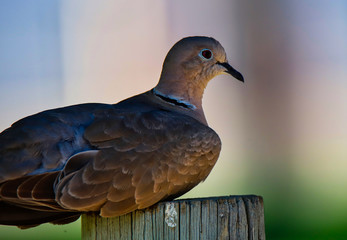 Eurasian Dove