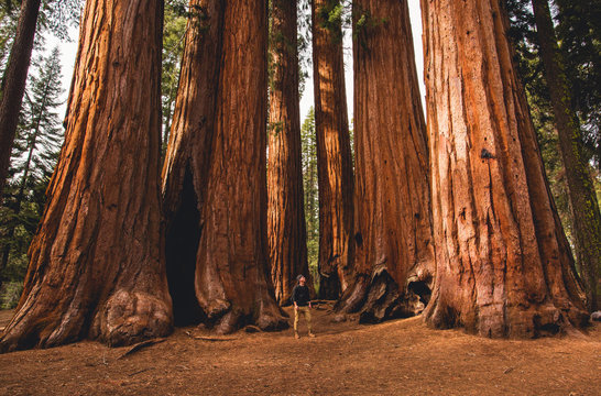 Walking Amongst Giants  