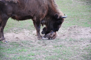 Wisent, Bison