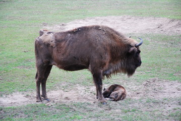 Wisent, Bison