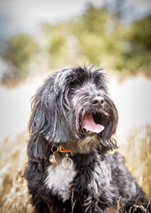 The Tibetan Terrier