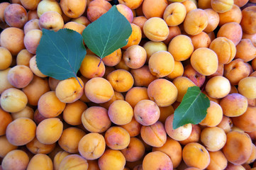 background of ripe apricots and green leaves