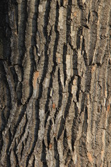 Baumrinde