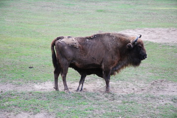 Wisent, Bison