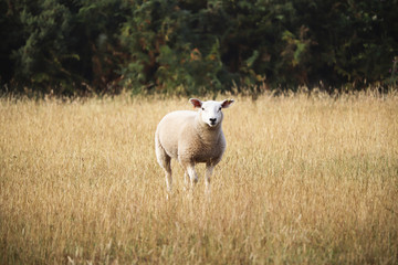 Sheep looking in long grass