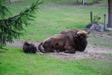 Wisent, Bison