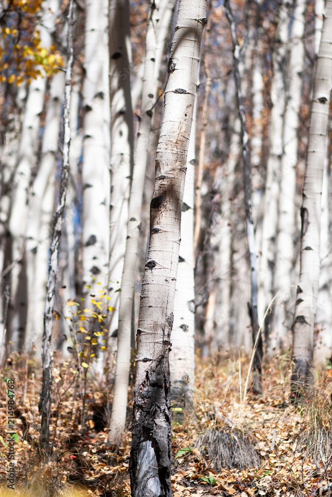 Wall mural Aspen Trees In Autumn