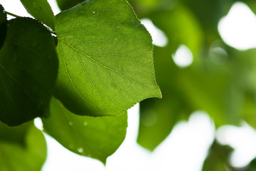 Green Apricot Leaves