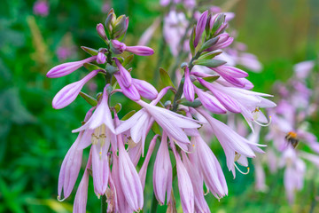 splendid blossoming hosta in landscape