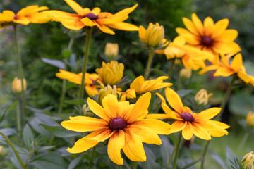 Golden rudbekia in the garden