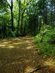 Obraz premium 山道 弘法山