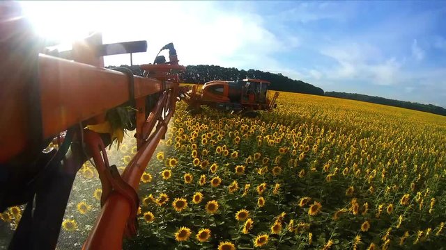 View from the camera on the rod sprayer blooming sunflower. Videography of the operating sprayer in the field of sunflower.