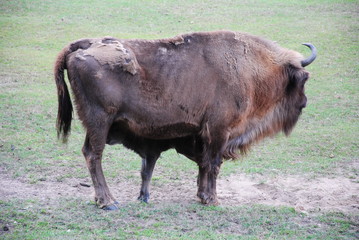 Wisent, Bison
