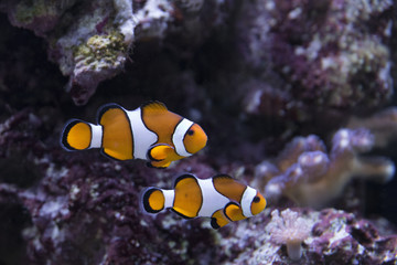 Fototapeta na wymiar underwater tropicalfish