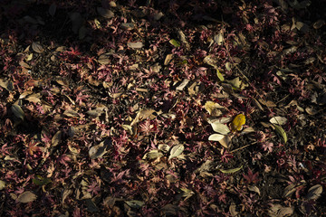 Feuilles mortes