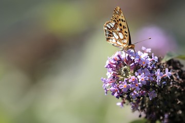 Malachite Butterfly (Siproeta stelenes)sucking the nectar of the flowers of a Buddleia (Buddleja alternifolia)