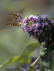 Malachite Butterfly (Siproeta stelenes)sucking the nectar of the flowers of a Buddleia (Buddleja alternifolia)