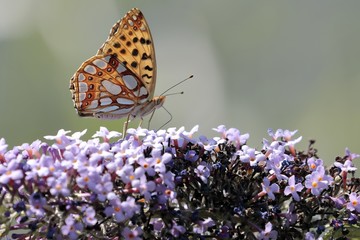 Malachite Butterfly (Siproeta stelenes)sucking the nectar of the flowers of a Buddleia (Buddleja alternifolia)