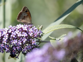 One butterfly sucking the nectar of the flowers of a Buddleia (Buddleja alternifolia)