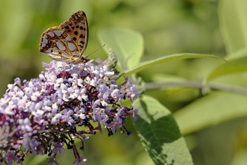 Malachite Butterfly (Siproeta stelenes)sucking the nectar of the flowers of a Buddleia (Buddleja alternifolia)