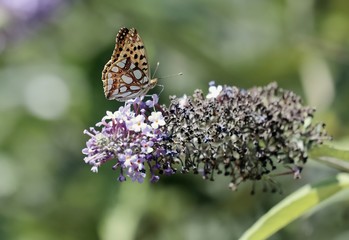 Malachite Butterfly (Siproeta stelenes)sucking the nectar of the flowers of a Buddleia (Buddleja alternifolia)