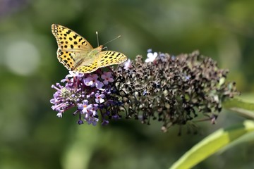 Malachite Butterfly (Siproeta stelenes)sucking the nectar of the flowers of a Buddleia (Buddleja alternifolia)