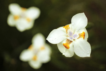 White Dietes Flower with orange and purple markings delicately blooming