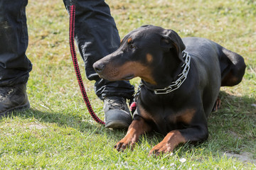 Portrait of a doberman dog living in Belgium