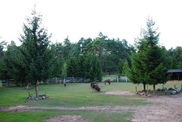 Wisent, Bison