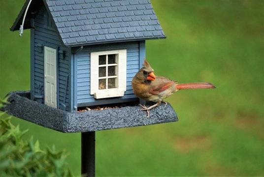 A single cardinal bird is perching on the blue bird feeder enjoys eating and watching on the soft focus green grass field garden background, Summer in GA USA.