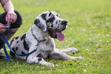 Portrait of a German mastiff dog living in Belgium