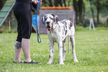 Portrait of a German mastiff dog living in Belgium