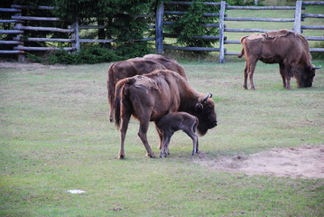 Wisent, Bison
