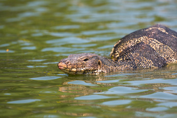 Monitor lizard (Varanus salvator) live in Lumpini park, Bangkok