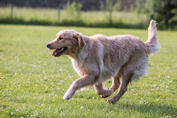 Portrait of a golden retrievers dog living in Belgium
