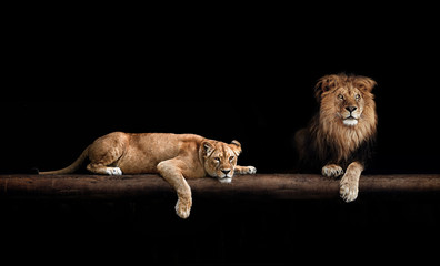 Lion and lioness, animals family. Portrait in the dark, after sex