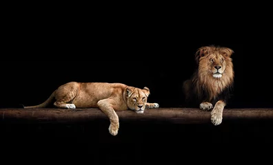 Fotobehang Leeuw en leeuwin, dierenfamilie. Portret in het donker, na seks © Baranov