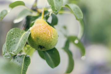 Juicy ripe pear on a branch in the rain.