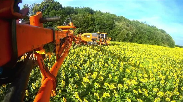 View from the camera gopro on the rod sprayer blooming sunflower. Videography of the operating sprayer in the field of sunflower.
