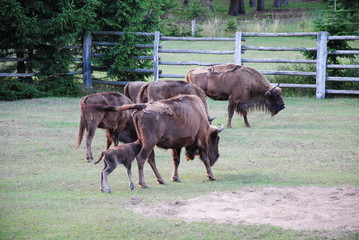 Wisent, Bison