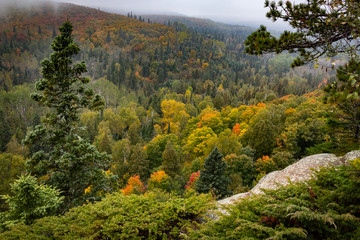 Fall forest overlook 