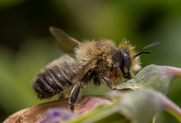 Willughby's Leafcutter Bee - Megachile willughbiella - male