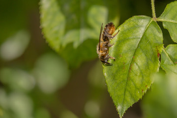 Willughby's Leafcutter Bee - Megachile willughbiella - female