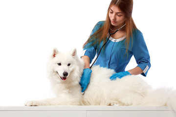 Veterinarian with dog, on table in vet clinic, animal doctor. Medicine and health care concept.