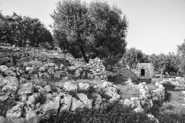 Mediterranean landscape in Salento with olive trees, stones and walls, Italy (black and white)