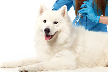 Veterinarian with syringe and dog, on table in vet clinic, animal and pet doctor. Medicine and health care concept.